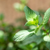 Guava with mint