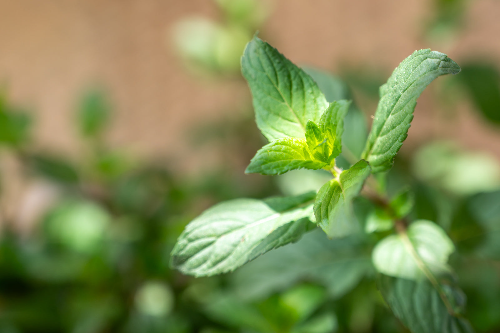 Guava with mint